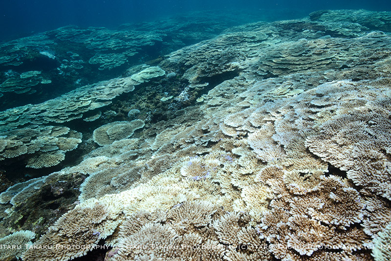 サンゴの大規模白化から２年～屋久島南部のサンゴ調査～_b0186442_1034636.jpg