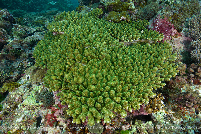 サンゴの大規模白化から２年～屋久島南部のサンゴ調査～_b0186442_10351417.jpg