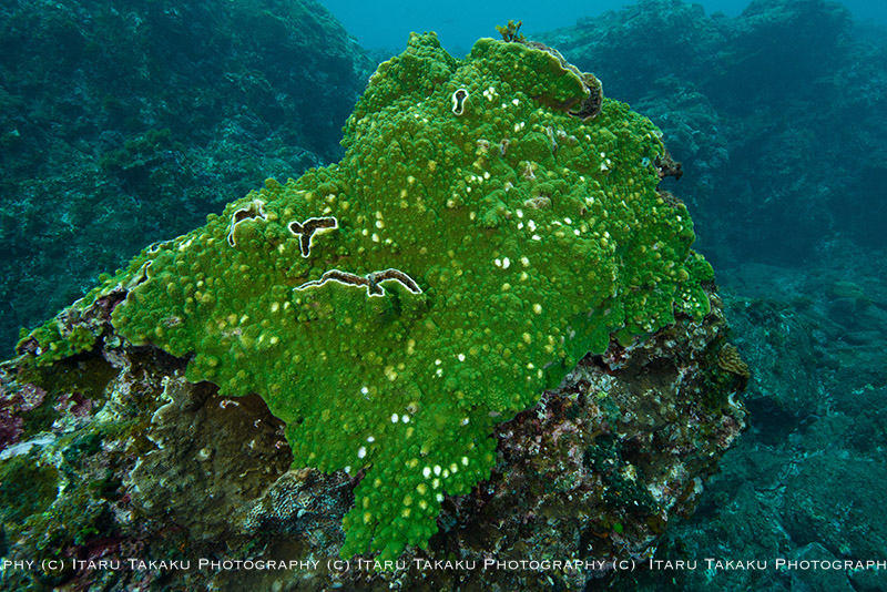 サンゴの大規模白化から２年～屋久島南部のサンゴ調査～_b0186442_10353248.jpg
