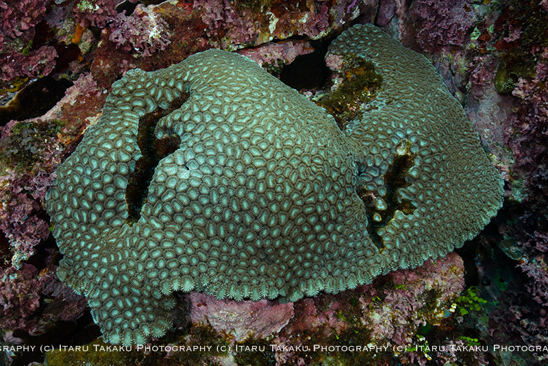 サンゴの大規模白化から２年～屋久島南部のサンゴ調査～_b0186442_10362939.jpg
