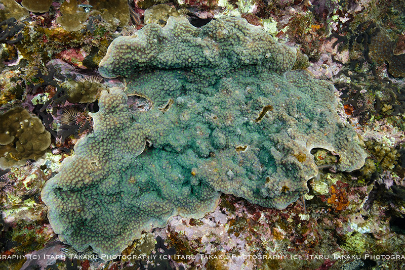 サンゴの大規模白化から２年～屋久島南部のサンゴ調査～_b0186442_1036729.jpg