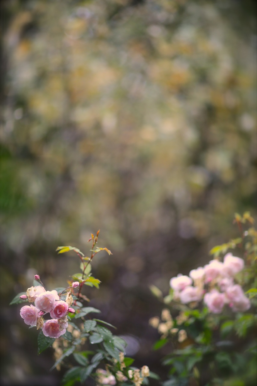 雨に煙る……「Garden Cafe Green Rose」。_b0168859_10485833.jpg