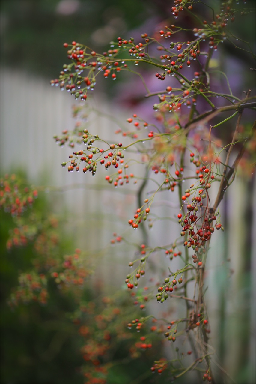 雨に煙る……「Garden Cafe Green Rose」。_b0168859_1056409.jpg