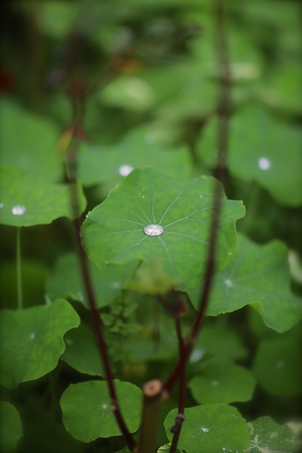 雨に煙る……「Garden Cafe Green Rose」。_b0168859_10565863.jpg