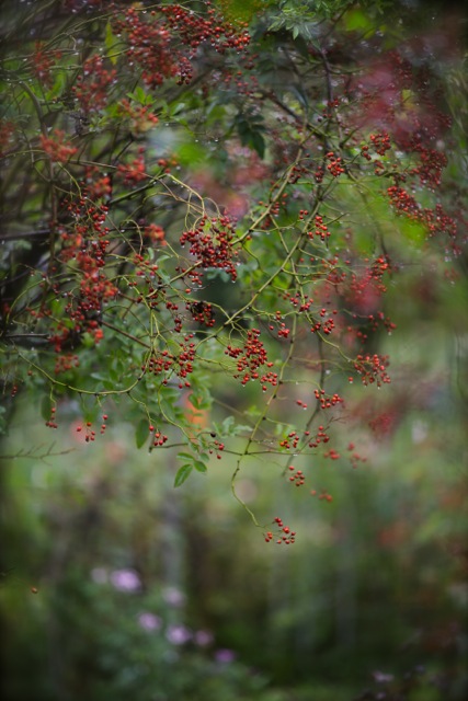 雨に煙る……「Garden Cafe Green Rose」。_b0168859_1059331.jpg