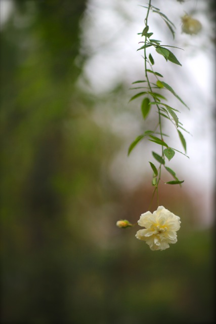 雨に煙る……「Garden Cafe Green Rose」。_b0168859_11295.jpg