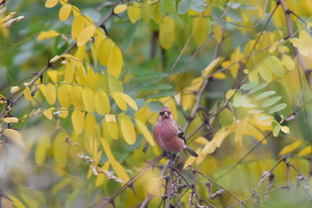 黄葉の中の紅いベニマシコ_f0053272_9293650.jpg