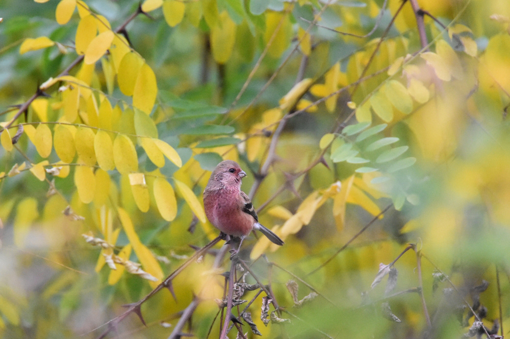 黄葉の中の紅いベニマシコ_f0053272_9294979.jpg