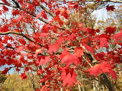 f0140773_15433973.gif
