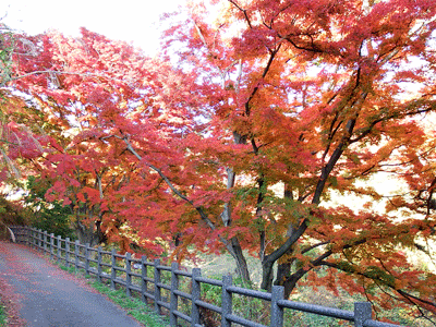 f0140773_1545151.gif