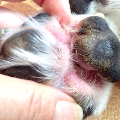 老犬あるある 肉球 Deedeeのこと 老犬あるある 肉球 Deedeeのこと