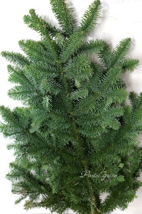 クリスマス モミの木の枝葉 季の花小屋 Pastelgreen クリスマス モミの木の枝葉 季の花小屋 Pastelgreen