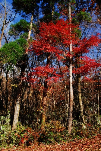 a0141193_1918047.jpg