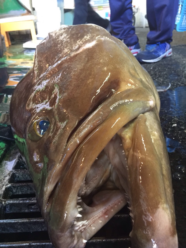 25キロ平戸のアラ(クエ)_f0232994_14325276.jpg