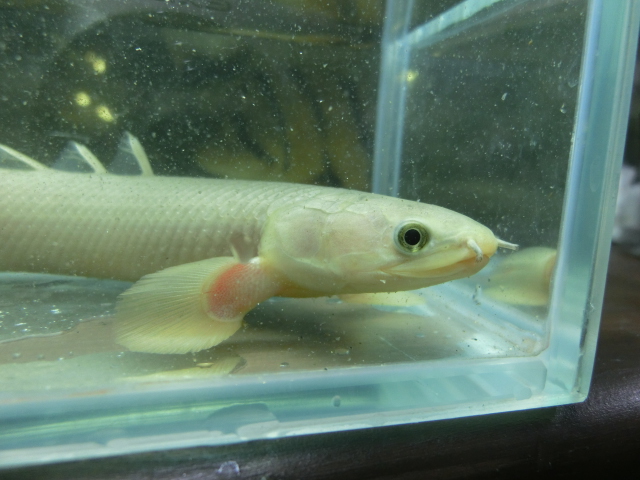 ポリプテルスは顔が命_b0141806_2485960.jpg