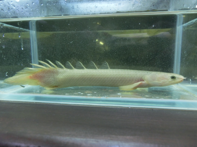 ポリプテルスは顔が命_b0141806_256319.jpg