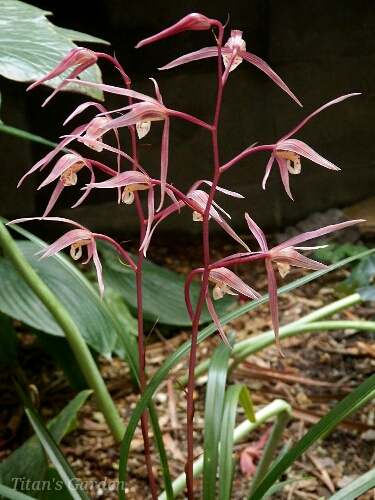 Cymbidium kanran \'Touri\'_b0099813_0154781.jpg