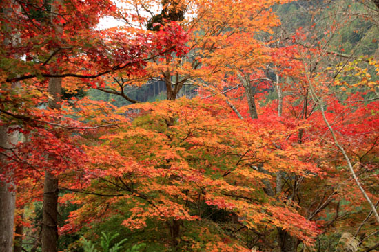 紅葉だより9　宗蓮寺_e0048413_21202691.jpg