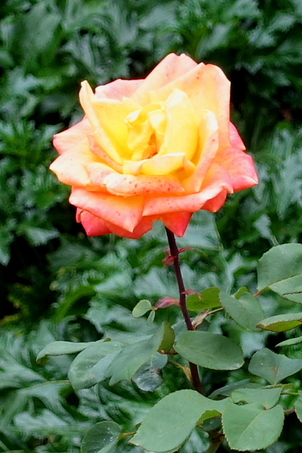 a0105819_10333866.jpg