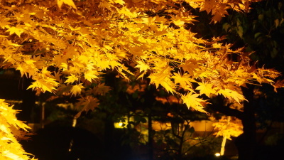 秋夜の北方文化博物館ライトアップ_e0135219_09193315.jpg