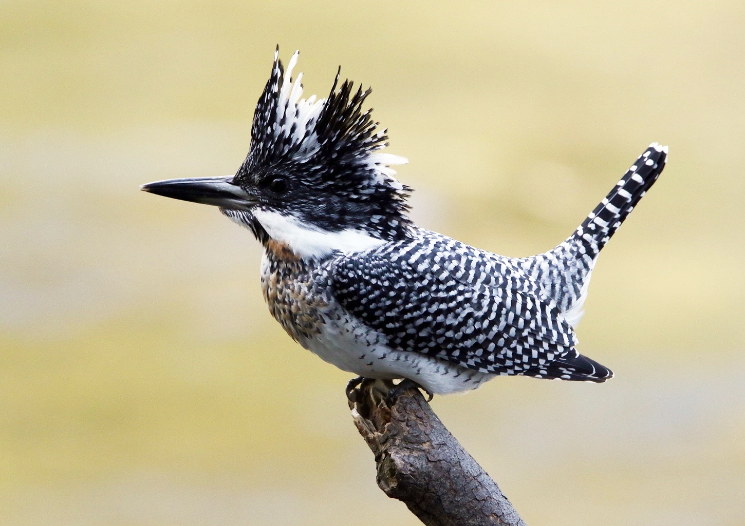 ヤマセミ Crested Kingfisher 超ドアップ その１ 下手の横好き