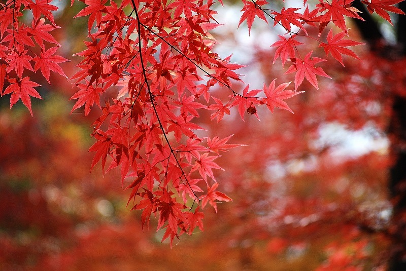 昌禅寺の紅葉_c0358326_05061290.jpg