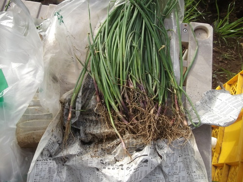 玉ねぎの植え付け..みかんの収穫!_b0137932_16364441.jpg
