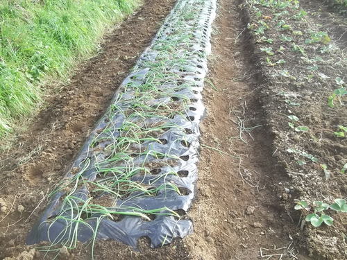 玉ねぎの植え付け..みかんの収穫!_b0137932_16404883.jpg