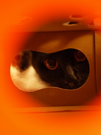 【ロイヤルカナン】犬と猫の健康アンバサダー・プログラム猫じゃらしBOXモニター。_a0143140_233762.jpg
