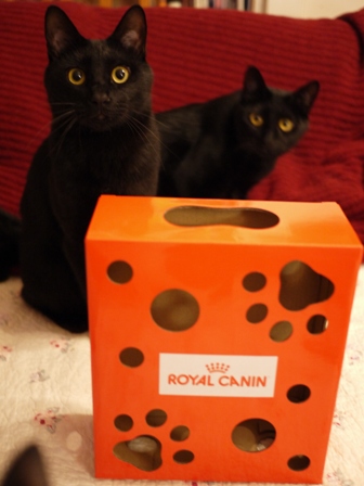 【ロイヤルカナン】犬と猫の健康アンバサダー・プログラム猫じゃらしBOXモニター。_a0143140_23392447.jpg
