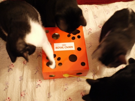 【ロイヤルカナン】犬と猫の健康アンバサダー・プログラム猫じゃらしBOXモニター。_a0143140_2341378.jpg