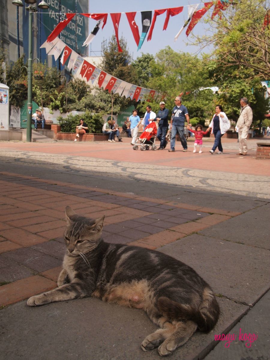 ボスポラス大橋のたもとにある猫の街・オルタキョイ_e0255060_00331032.jpg