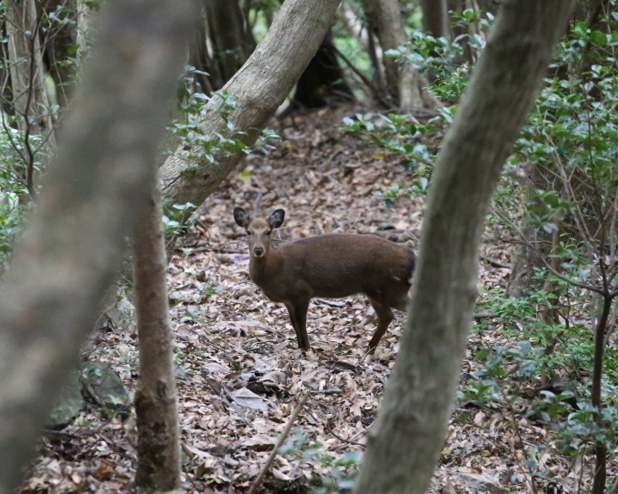 丹沢2015(23)_b0287468_22123753.jpg