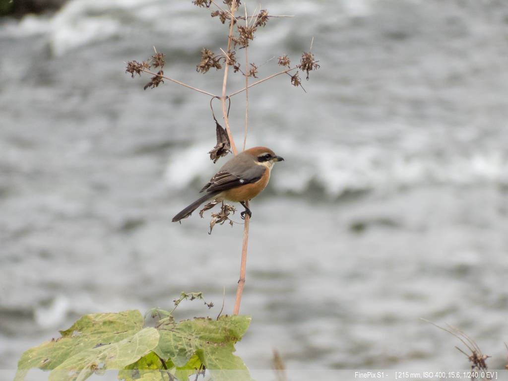 FinePix S1で野鳥撮り_a0150374_21314048.jpg