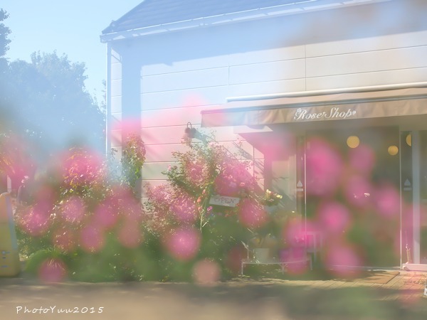 秋のバラ園_b0078874_17412761.jpg