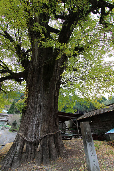 紅葉～黄葉を楽しむ「⑥緒方家～宮園の大銀杏」_c0152779_19345934.jpg