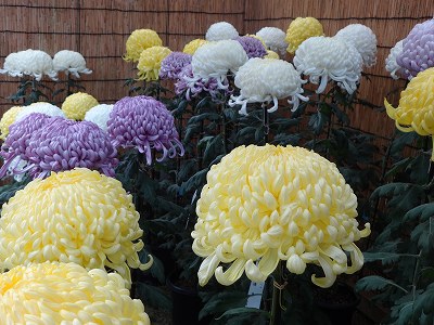 第30回 魚沼菊花展「浦佐菊まつり」表彰式_b0092684_15464822.jpg