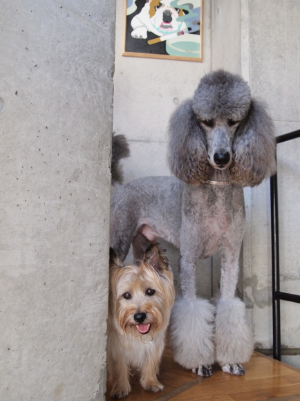 我が家の愛犬たちも幕間の映像に登場:映画「犬に名前をつける日」_d0339885_13274731.jpg