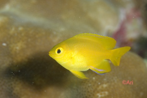 ネッタイスズメダイ Ambon Damsel Ariya