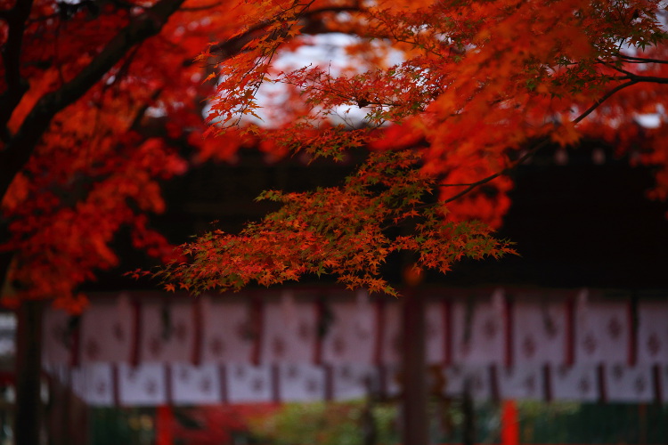 鍬山神社_e0051888_221965.jpg