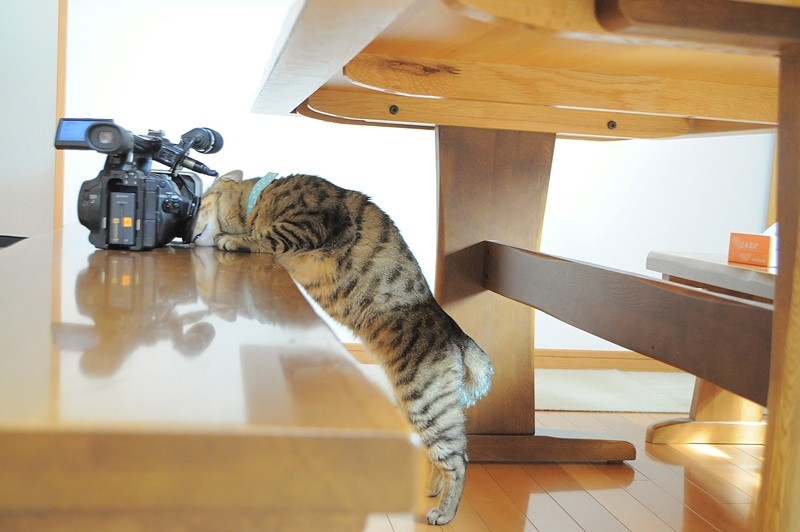 生き物にサンキュー撮影裏話_a0126590_05153249.jpg