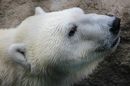 旭山動物園に住むホッキョクグマたち_f0297893_16524499.jpg