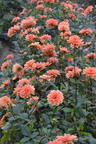 2013.11.03. ダリア園・植花夢_c0124100_18541720.jpg