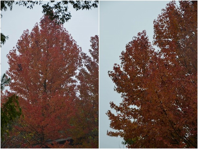 2013.11.03. ダリア園・植花夢_c0124100_18575320.jpg