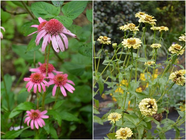 2013.11.03. ダリア園・植花夢_c0124100_1858560.jpg