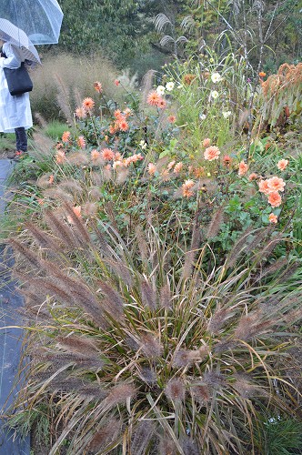 2013.11.03. ダリア園・植花夢_c0124100_18591493.jpg