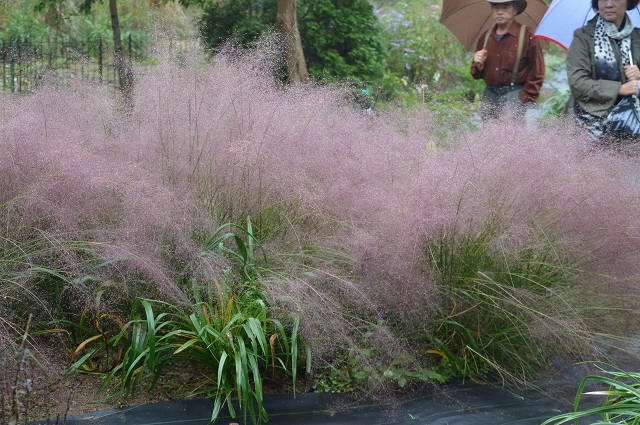2013.11.03. ダリア園・植花夢_c0124100_18595232.jpg