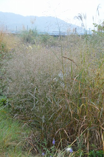 2013.11.03. ダリア園・植花夢_c0124100_190181.jpg