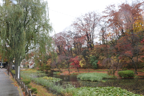 小雨降る朝の千秋公園の紅葉・黄葉・落葉・・・その２_c0075701_7252632.jpg