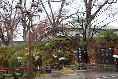 小雨降る朝の千秋公園の紅葉・黄葉・落葉・・・その２_c0075701_7262189.jpg